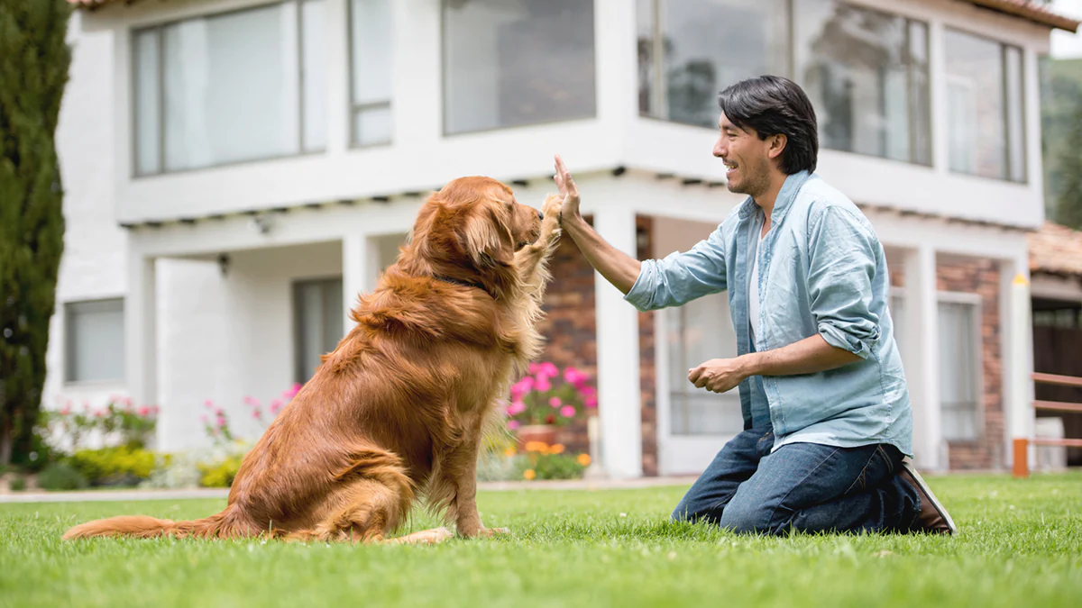 Finer Aspects of Dog Training - Specific Solutions