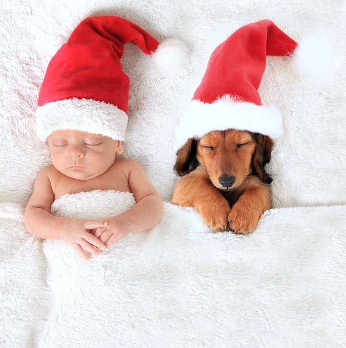 Cute baby Christmas photo of a newborn and a dog wearing Santa hats in bed
