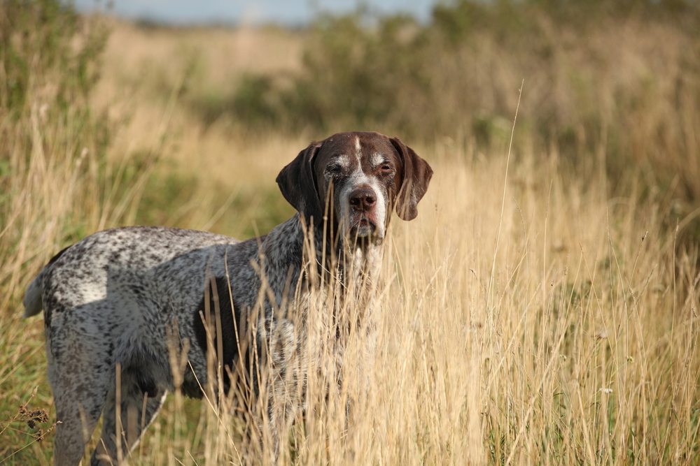 Best Hunting Dog Names Perfect For Your Tough Pup, Good Badass For Male or Female hunting breeds like the German short-haired pointer