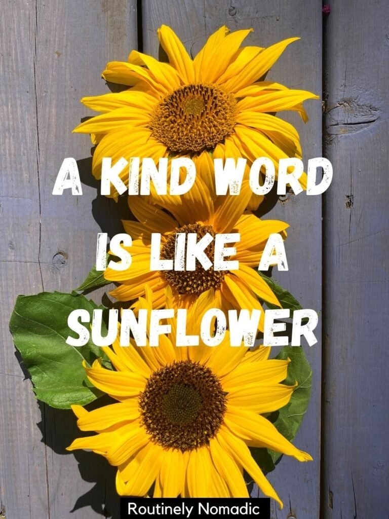 Three sunflowers with a captions on sunflowers that reads a kind word is like a sunflower