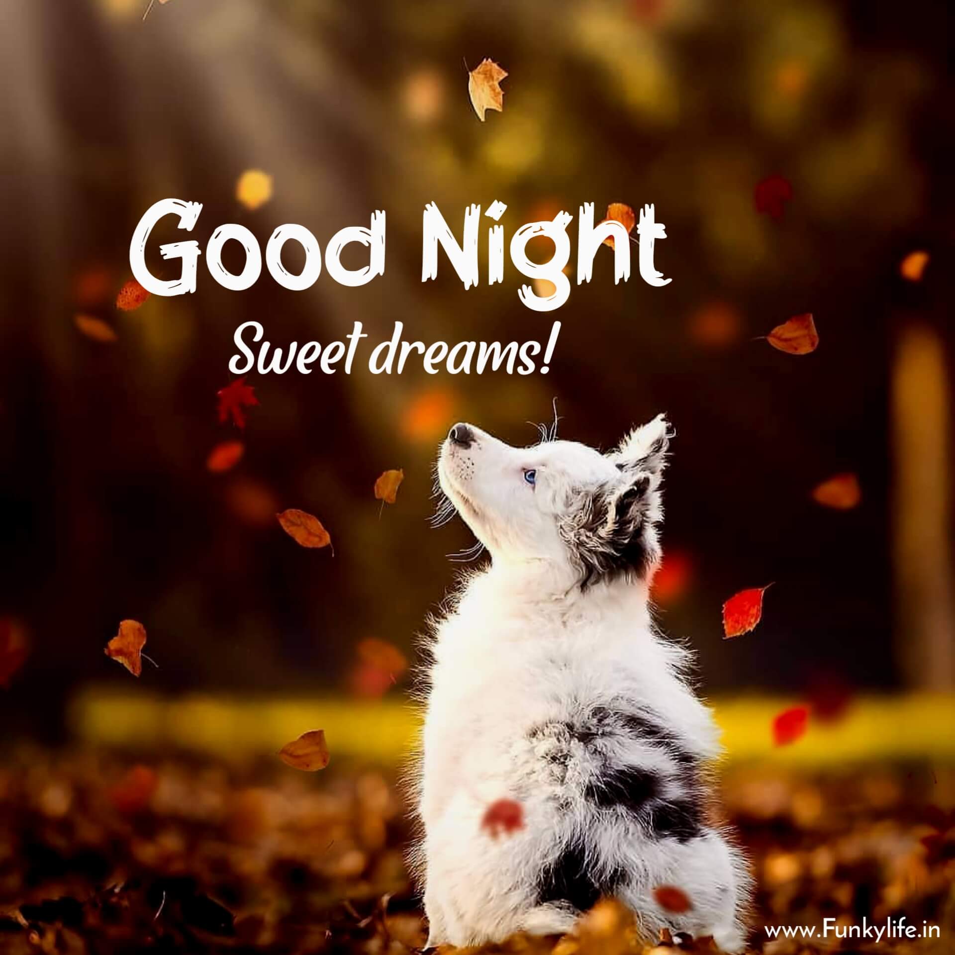 Sweet Dreams Cute Dog Image
