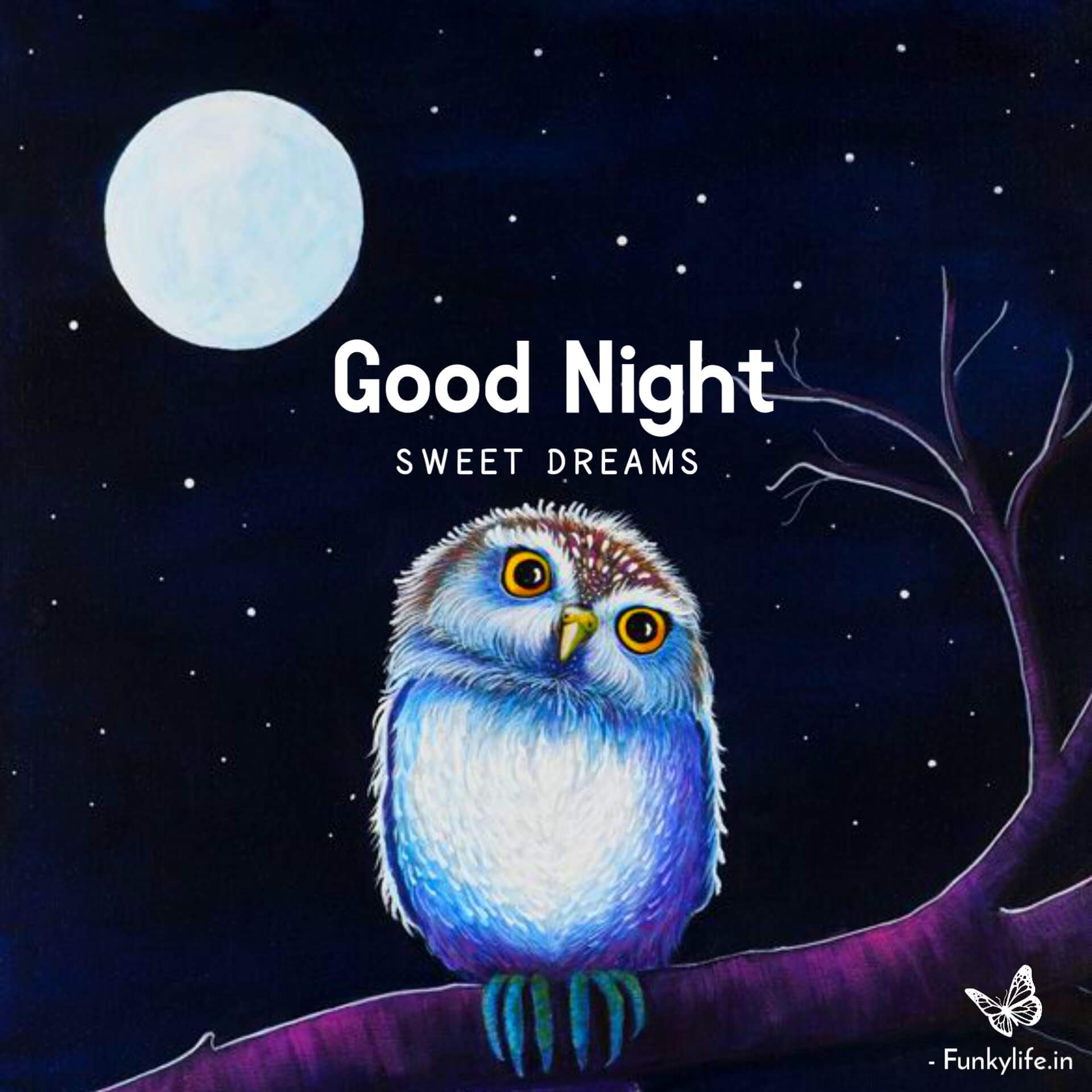 Cute Owl Good Night Pic