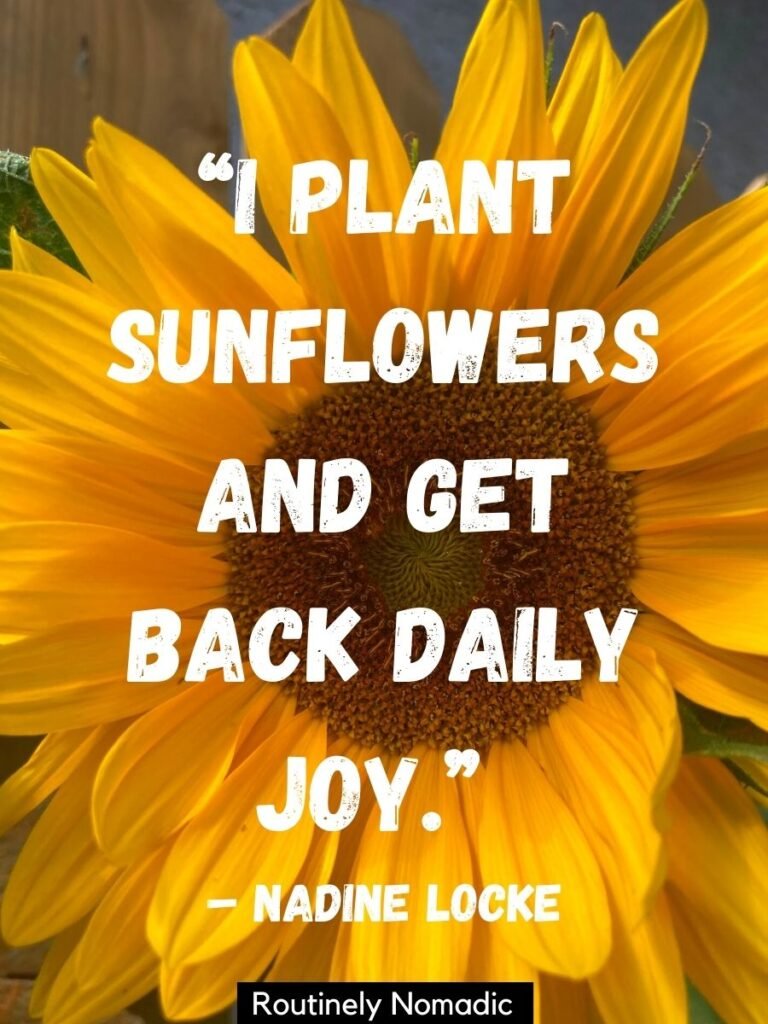 Close up of yellow sunflower with a happy sunflower quotes that reads I plant sunflowers and get back daily joy