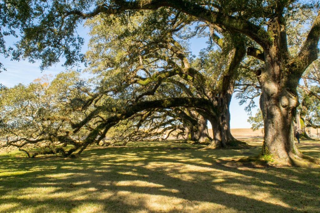3 Days in New Orleans Itinerary: Oak Trees