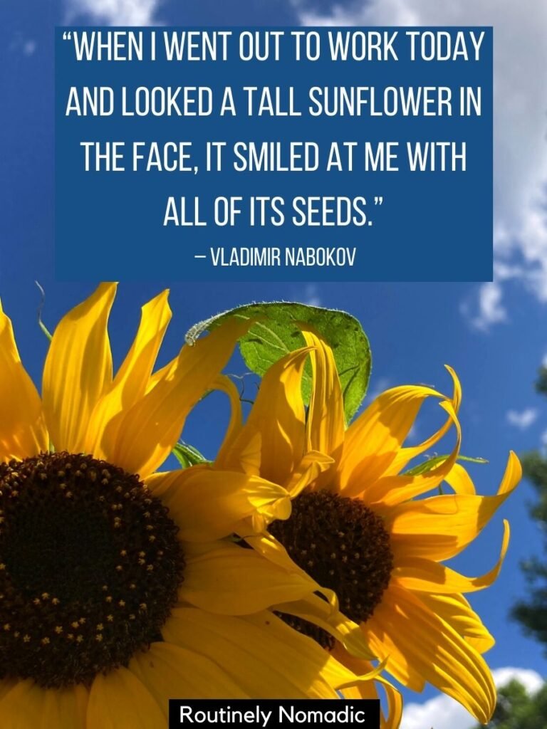 two sunflowers and a funny sunflower quotes by Vladimir Nabokov