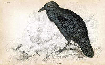 Natural History Raven Image