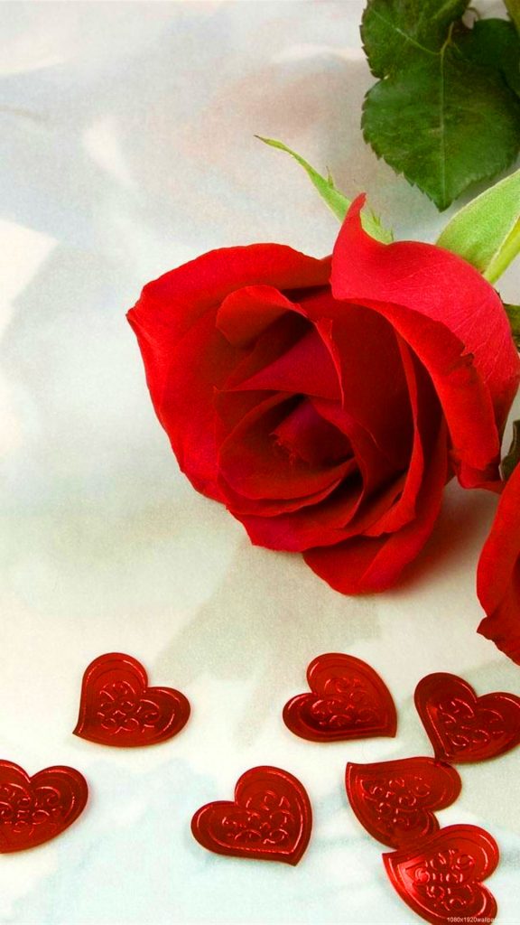 Red Rose Whatsapp DP Profile Images