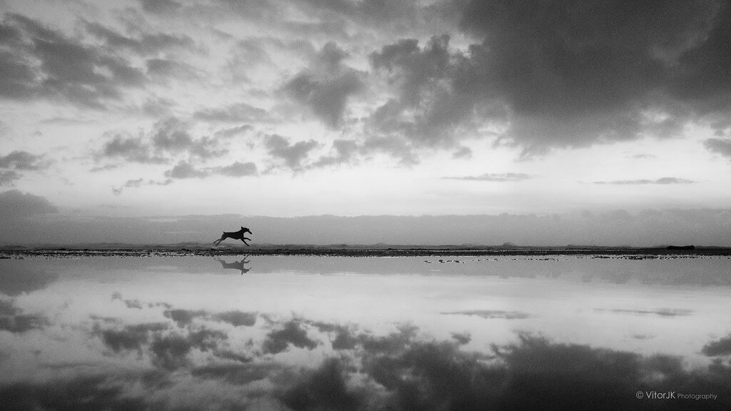Vitor Junqueira - dog lake reflection black and white