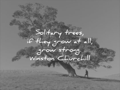 short quotes solitary trees they grow all strong winston churchill wisdom