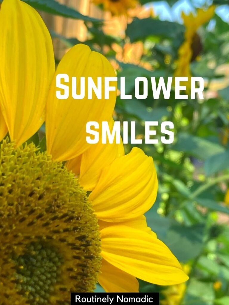Close up of sunflower from the side with a short sunflower captions that reads sunflower smiles