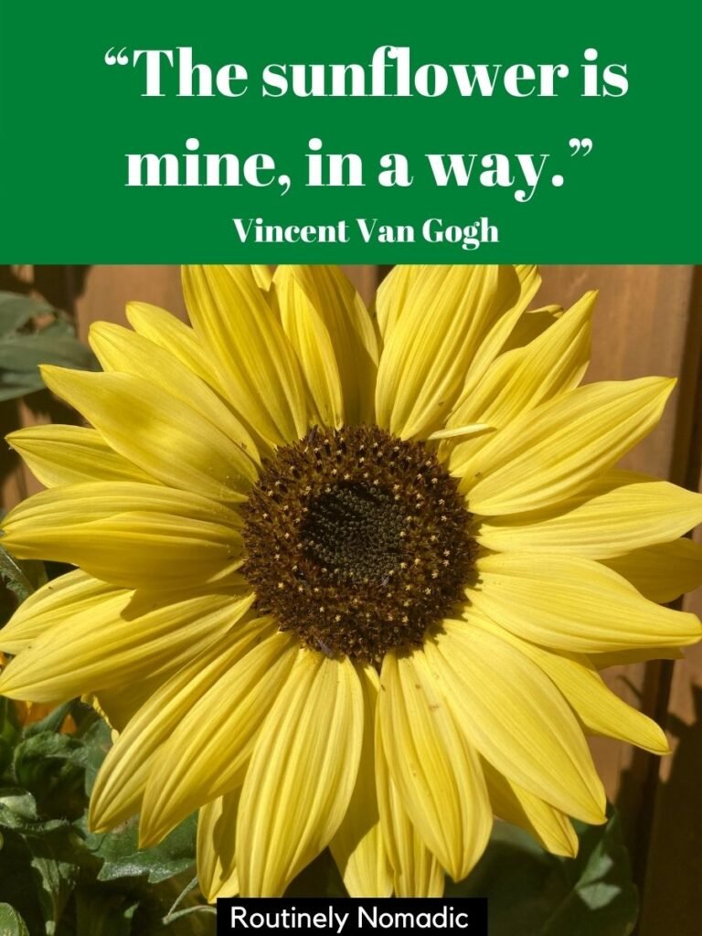 Yellow sunflower close up with a short sunflower quotes for Instagram by Vincent Van Gogh