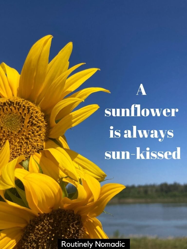 Two sunflowers in front of a river and blue sky with a sunflower instagram captions that reas a sunflower is always sun-kissed