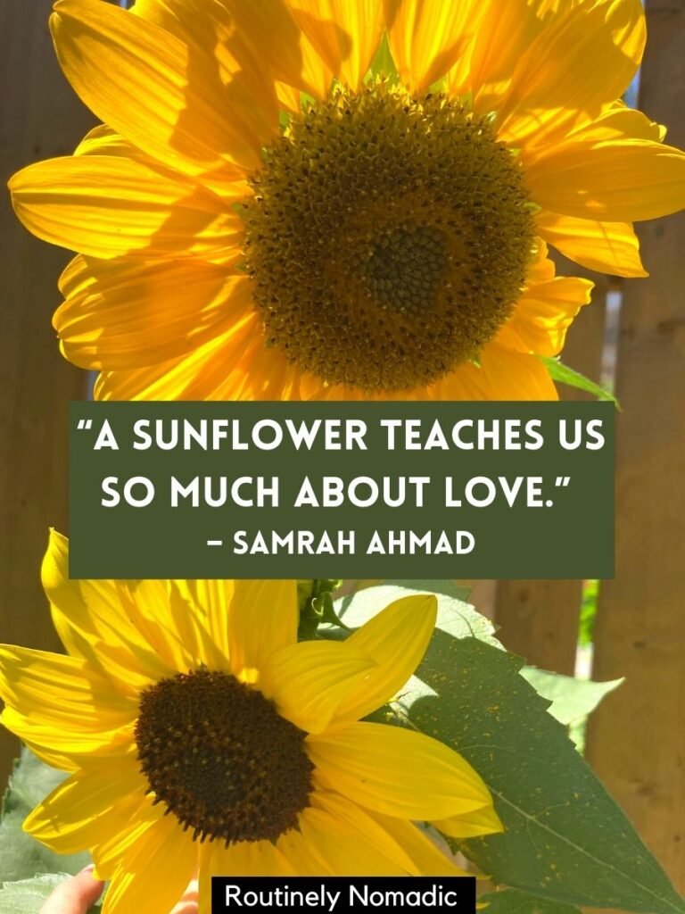 Two sunflowers with a sunflower love quotes that reads a sunflower teaches us so much about love