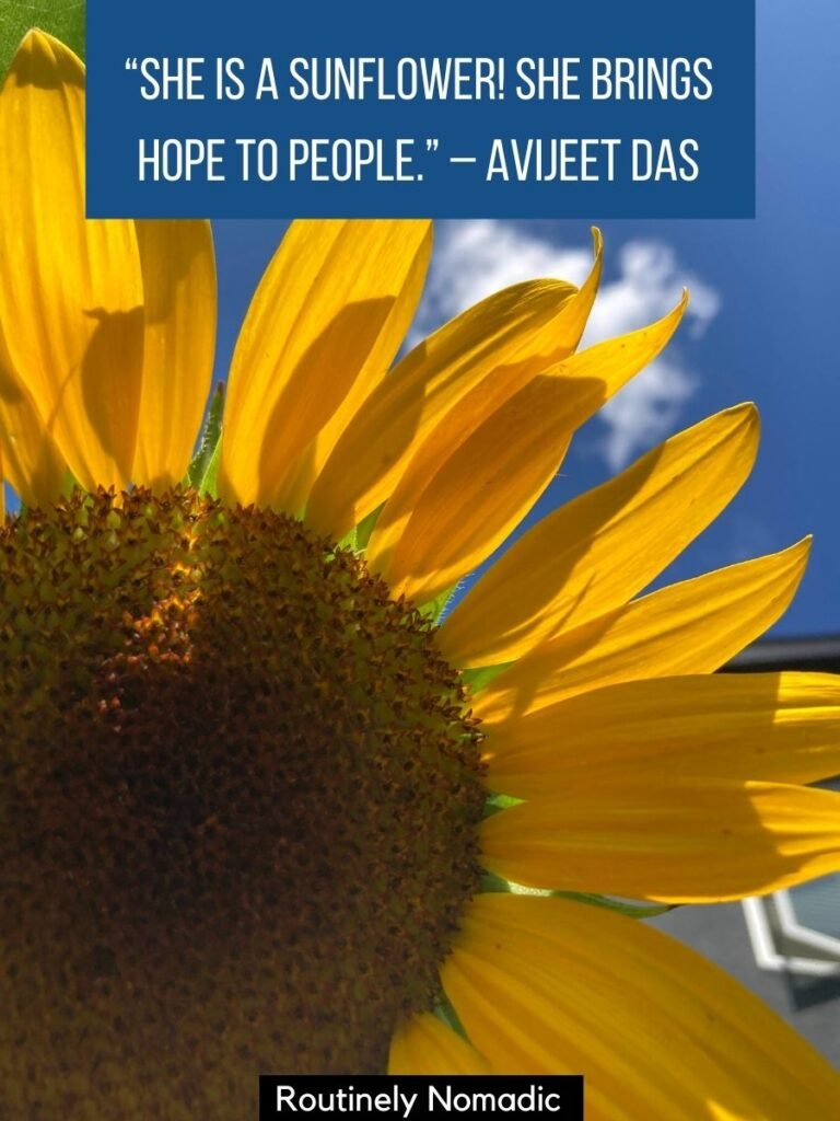 Closeup of sunflower with a sunflower quotes for her that reads she is a sunflower she brings hope to people